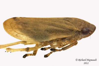 Spittlebug - Philaenus spumarius - Meadow Spittlebug10 2 m12