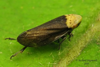 Spittlebug - Philaenus spumarius - Meadow Spittlebug 1 m10