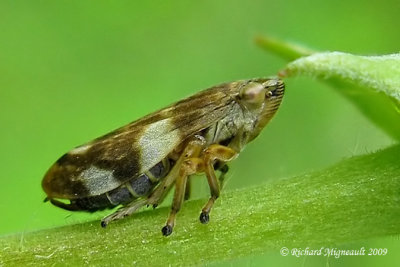 Spittlebug - Philaenus spumarius - Meadow Spittlebug 6 m9