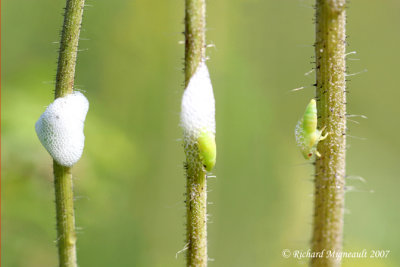 Spittlebug - Philaenus spumarius - Meadow Spittlebug - larve de cercope m7