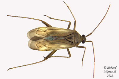 Plant bug - Adelphocoris lineolatus m12