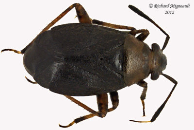 Plant bug - Capsus ater 1 m12
