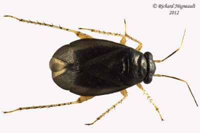 Plant Bug - Chlamydatus pulicarius m12