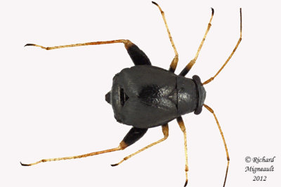 Plant Bug - Halticus apterus m12