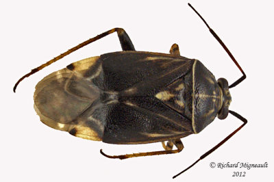 Plant bug - Lygus lineolaris1 1 m12