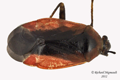 Plant bug - Metriorrhynchomiris dislocatus m12