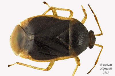 Plant Bug - Monalocoris americanus m12