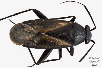 Plant bug - Orthocephalus coriaceus 2 m12