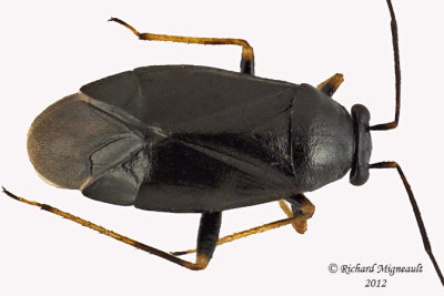 Plant Bug - Slaterocoris stygicus m12
