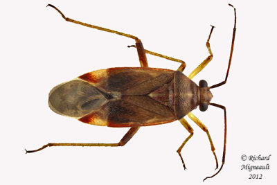 Plant bug - Lygidea salicis m12