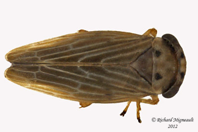 Leafhopper - Agallia quadripunctata 1 m12