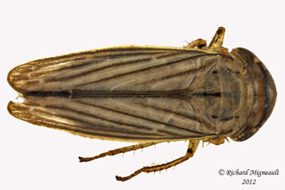 Leafhopper - Athysanus argentarius - Silver Leafhopper 1 m12