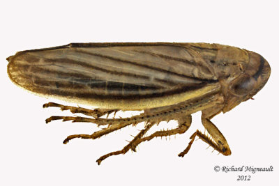 Leafhopper - Athysanus argentarius - Silver Leafhopper 2 m12