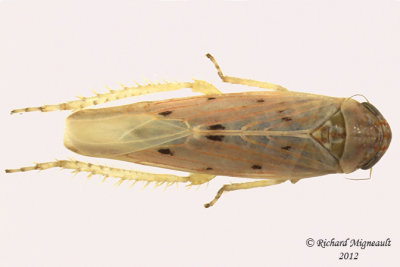 Leafhopper - Balclutha impicta1 1 m12