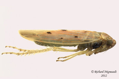 Leafhopper - Balclutha impicta1 2 m12