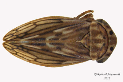 Leafhopper - Ceratagallia humilis 1 m12
