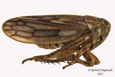 Leafhopper - Ceratagallia humilis 2 m12