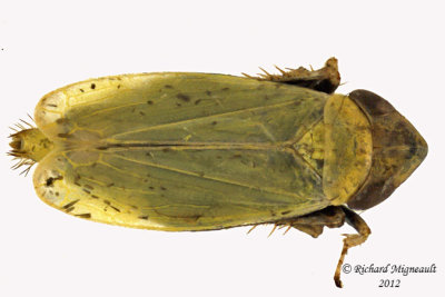 Leafhopper - Diplocolenus Subgenus Verdanus 1 m12