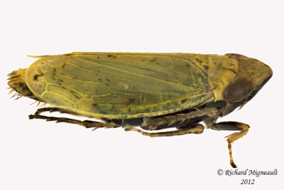 Leafhopper - Diplocolenus Subgenus Verdanus 2 m12