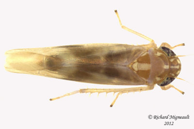 Leafhopper - Matsumurasca convergens 1 m12
