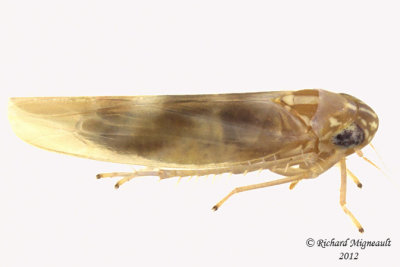 Leafhopper - Matsumurasca convergens 2 m12