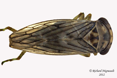 Leafhopper - Idiocerus lachrymalis 1 m12
