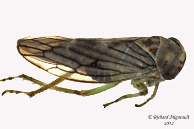 Leafhopper - Idiocerus lachrymalis 2 m12