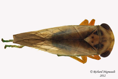 Leafhopper - Idiocerus suturalis 1 m12