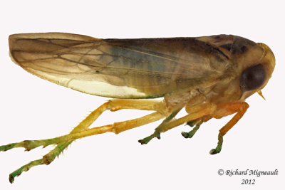 Leafhopper - Idiocerus suturalis 2 m12