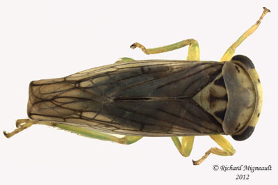 Leafhopper - Idiocerus venosus 1 m12