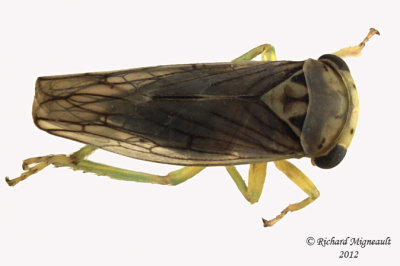 Leafhopper - Idiocerus venosus 2 m12