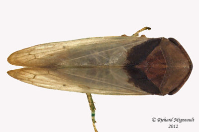 Leafhopper - Macropsis basalis 1 m12