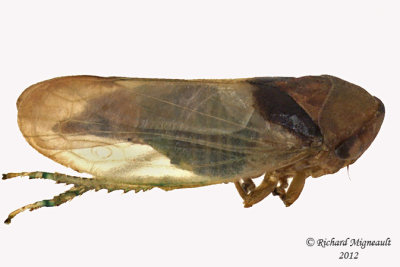 Leafhopper - Macropsis basalis 2 m12