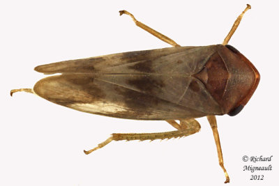 Leafhopper - Macropsis bifasciata m12
