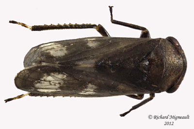 Leafhopper - Oncopsis abietis 1 m12