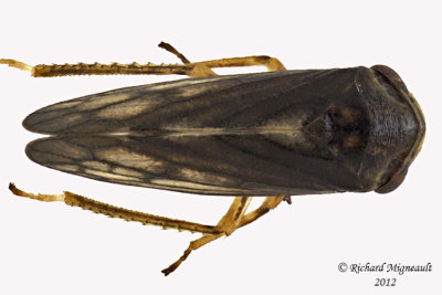 Leafhopper - Oncopsis minor 1 m12