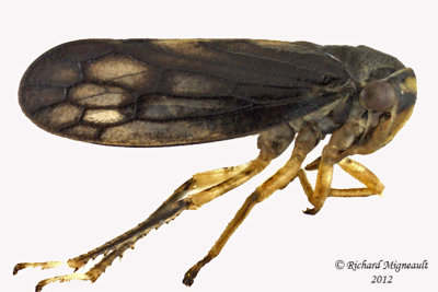 Leafhopper - Oncopsis minor 2 m12