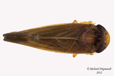 Leafhopper Bug - Colladonus sp2 1 m12