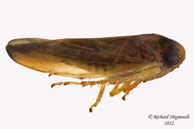 Leafhopper Bug - Colladonus sp2 2 m12