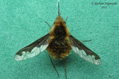 Bee Fly - Bombylius major m12