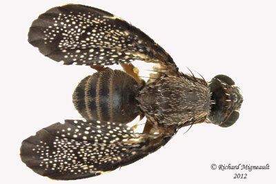 Fruit Fly - Eutreta noveboracensis 2 m12
