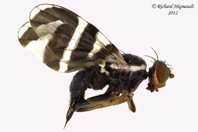 Fruit Fly - Rhagoletis tabellaria 1 m12