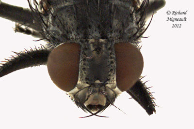 Muscidae sp1 3 m12