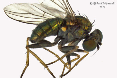 Long-legged Fly - Diaphorinae sp 1 m12