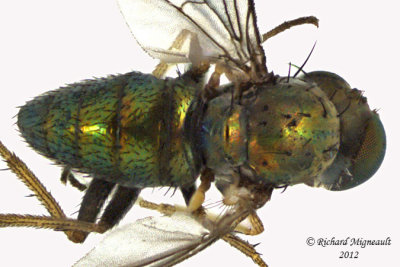 Long-legged Fly - Diaphorinae sp 2 m12