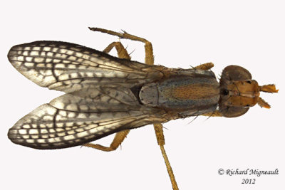 Marsh Fly - Limnia sp 2 m12