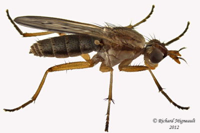 Marsh Fly - Tetanocera plebeja 1 m12