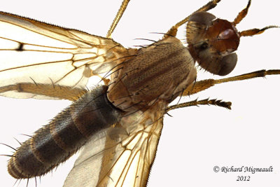 Marsh Fly - Tetanocera plebeja 2 m12