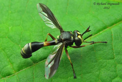 Thick-headed Fly - Physocephala furcillata m12