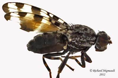 Picture-winged Fly - Pseudotephritis vau 1 m12